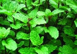 THJAR 200 Mint mixture seeds mojito ,  lemon  ,spearmint, peppermint Korean mint - $14.99