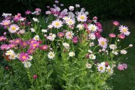 200 Fresh Seeds Chrysanthemum Robinson Mix - £9.31 GBP