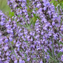 Broadleaf Sage Seeds Fresh Organic Salvia Officinalis Seeds Purple Indooroutdoor - $7.98