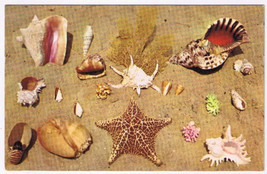 Postcard Sea Shell Collection In  Florida - $1.37