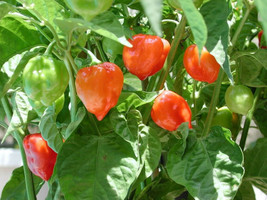 SHIPPED FROM US 100 Hot Orange Habanero Pepper Capsicum Chinense Seeds, LC03 - £15.14 GBP