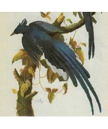 Collie&#39;s Magpie Jay Bird 1946 Color Art Print John James Audubon Nature ... - $663.05 MXN