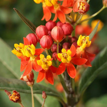 Monarch Butterfly Plant Milkweed Asclepias 12 Authentic Seeds - Organic - $5.97