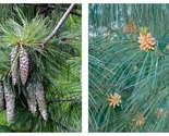 60 seeds Himalayan White Pine (Pinus wallichiana) - £23.56 GBP