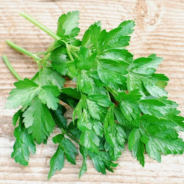 PSStore 500 Italian Dark Green Parsley Heirloom Non-Gmo Vegetable Seeds - $13.22 CAD