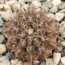 cactus Gymnocalycium occultum Cacti Succulent real live plant - £29.39 GBP