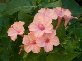 25 Seeds Salmon Four O&#39;clock Flowers Heirloom Seeds For R API D Garden Glamour - $8.35