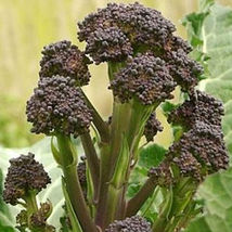 Ship From Us Early Purple Sprouting Broccoli Seeds - 2 Oz Seeds - NON-GMO, TM11 - £39.13 GBP