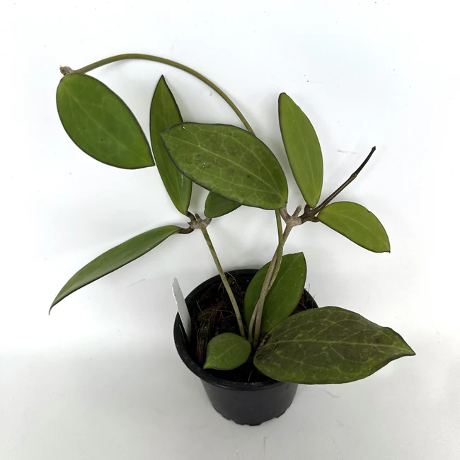 PSStore Hoya MB1502 3.5 Inch Pot - $71.98