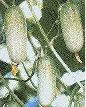 PM Mongkut Hybrid Thai Asian Cucumber Seeds (25 Seed Pack) - $4.75