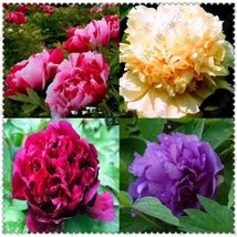 10pc Mix Color PEONY SEEDS Garden Plant Flower blossom exotic FREE shipping - $5.65