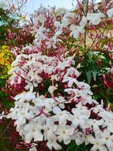 Pink Jasmine~Jasminum Polyanthum Starter Plant - £21.75 GBP