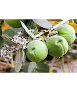 10 Giant Milkweed Sodom Apple Calotropis Procera Crown Flower Heirloom S... - €11,94 EUR