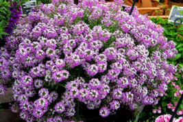 SGH 25 Seeds Purple Alyssum Flowers Plants Garden Planting USA Seller - £7.96 GBP