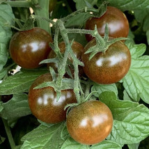 VPF 30+ Brown Berry Tomato Seeds - Heirloom - NON GMO - Organic -------------- R - $2.35