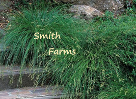 SL 100+ Seeds Berkeley Sedge Grass Ground Cover Ornamental Carex Divulsa - $4.50