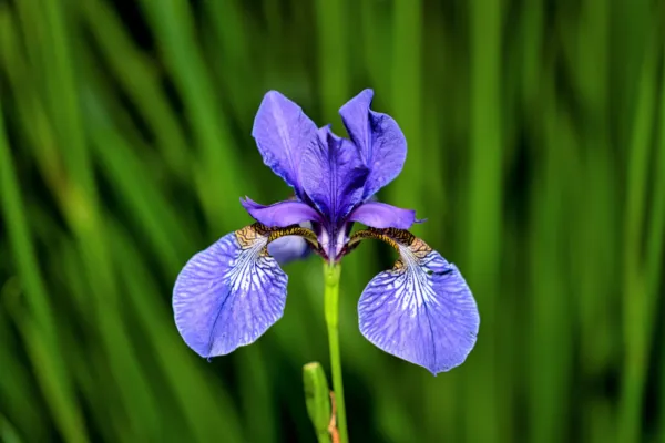 25 Blue Flag Iris Versicolor Fragrant Native Purple Yellow White Flower Seeds Ga - £6.30 GBP