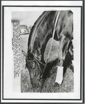 1957 - GEN. DUKE grazing at Churchill Downs - 8&quot; x 10&quot; - £15.98 GBP