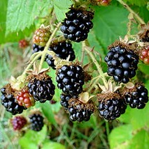 Wild Himalayan Blackberry Seeds (15/60/300) - Organic, Heirloom Berries for Gard - £5.21 GBP