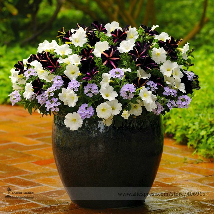100 Seeds Pixie Dust Combination Petunia Annual Plant Bonsai Flower Beau... - $2.96