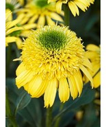 SRN 50 Butter Pecan Coneflower Seeds Echinacea Flower Seed Flowers Garden - $449.00 MXN