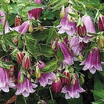 40 Lavender Heirloom Campanula Punctana Perennial Flower Seeds Garden - £12.88 GBP