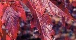 SEED- Amur Shrub Maple Seeds-Good Fall Color- Can be Bonsai -Acer Ginnala - $4.93 CAD+