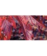 SEED- Amur Shrub Maple Seeds-Good Fall Color- Can be Bonsai -Acer Ginnala - $3.40+