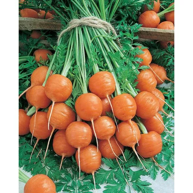 300 PARISIAN MARKET CARROT VEGETABLE SEEDS FOR GARDEN - $7.00