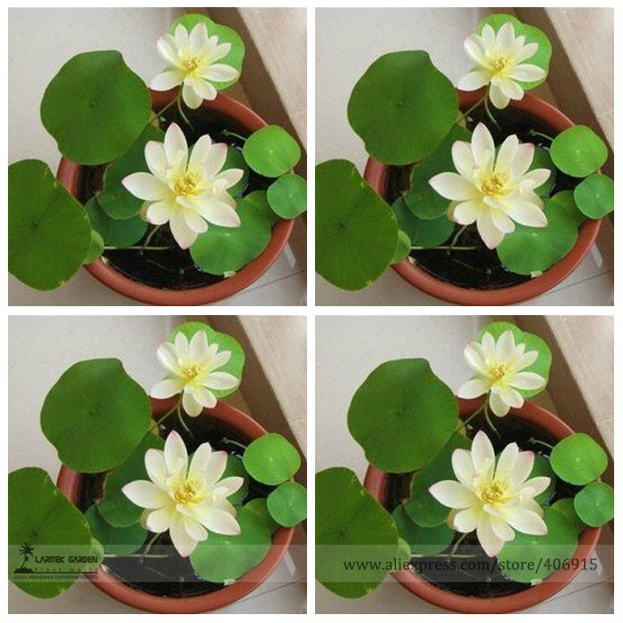 SL Heirloom Bonsai White Nelumbo Nucifera Lotus Seeds, Professional Pack... - $0.80