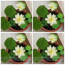 SL Heirloom Bonsai White Nelumbo Nucifera Lotus Seeds, Professional Pack... - $1.09 CAD