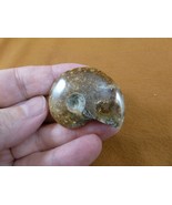 (F415-8) 1-5/8&quot; Ammonite fossil ammonites extinct marine molluscs shell ... - £8.83 GBP