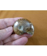 (F415-8) 1-5/8&quot; Ammonite fossil ammonites extinct marine molluscs shell ... - $11.29