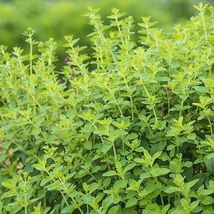 10 Seeds Oregano Fresh Herb - $9.60