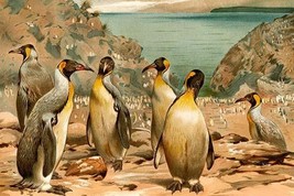 Penguins by Friedrich Wilhelm Kuhnert - Art Print - £17.29 GBP+