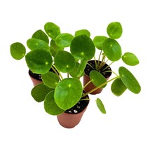 Chinese Money Plant Pilea peperomioides, 2 inch Set of 3, Tiny Mini Pixie Plant - £18.21 GBP