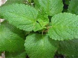 Aromatic Lemon Balm Starter Plant - £4.26 GBP