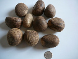 Tagua Nut&#39;s 24 Nuts Uncut Small Whole Carving Dried Uncut - $9.89