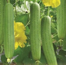 10 seeds Vietnamese Luffa Sponge Gourd Quick Garden Magic with Heirloom ... - $13.99