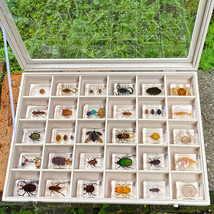 30 Pcs Insect Specimen Collection Bugs in Resin with Display Case - £121.54 GBP