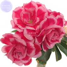 BELLFARM Adenium Rose Pink Petals Light Pink Edge Desert Rose Flower Seeds, 2 se - £3.24 GBP