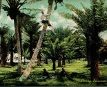  Postcard 1910s Picking Cocoanuts Honolulu T.H. Territory of Hawaii Unus... - $4.42