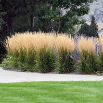10 Wholesale Perennial &#39;Karl Foerster&#39; Feather Reed Grass Plants Flowers... - $69.00