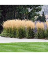 10 Wholesale Perennial &#39;Karl Foerster&#39; Feather Reed Grass Plants Flowers... - £54.21 GBP