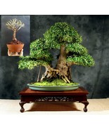Bonsai Ficus Nerifolia - Self Design - Plant+Wires for Design - $129.50