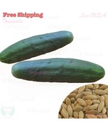 PSA Aloe Variegata Partridge Breast Aloe Tiger Aloe 10 Seeds Fast Grow - $303.66 MXN