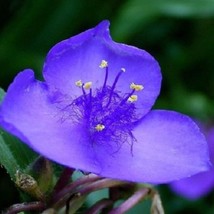 30 Dark Blue Tradescantia Spiderwort Perennial Flower Seeds Gardening US... - £10.79 GBP