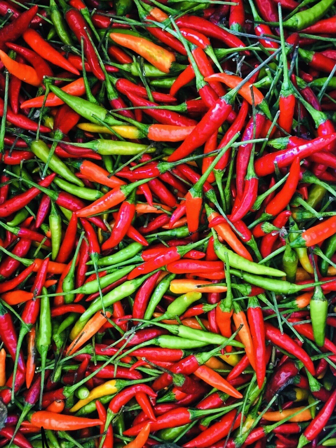Thai Hot Pepper Seeds Fresh Harvest New Fresh  - $4.50
