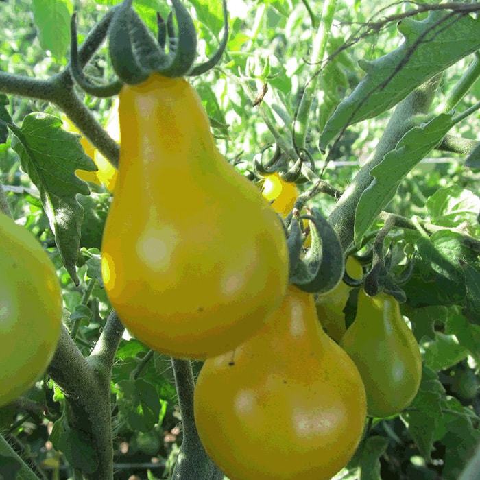 Organic Beams Yellow Pear Tomato Fast Shipping
