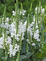 100 Seeds Of Obedient Plant White Harvested In 072023 Gardening USA SELLER - £8.44 GBP